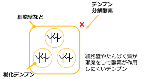 レジスタントスターチと食物繊維