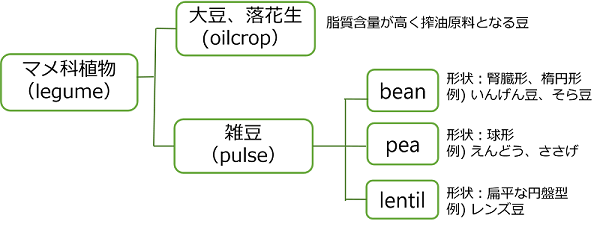 豆類のグループ