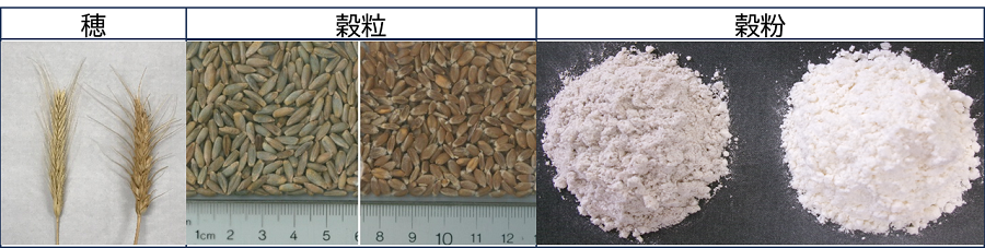 ライ麦（Secale cereale、左）と小麦（Triticum aestivum、右）