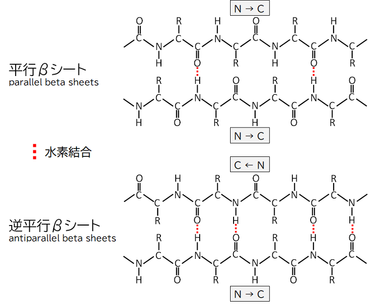 βシート構造のイメージ