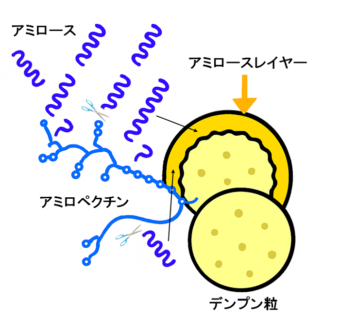 アミロースレイヤー形成を示す模式図