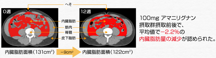 内臓脂肪量の減少