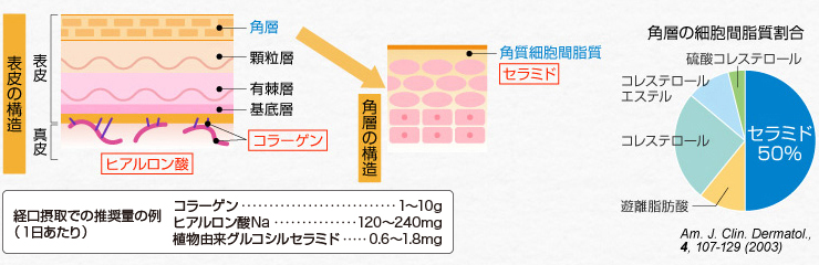 美肌効果を訴求する機能性因子の種類、推奨摂取量及び作用機序