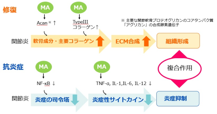 関節痛軽減のメカニズム