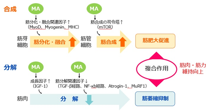 筋肉維持・向上のメカニズム