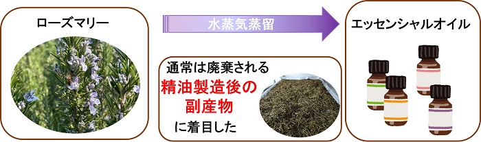地中海地域原産のエッセンシャルオイルの原料
