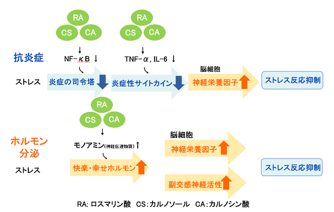 作用メカニズム