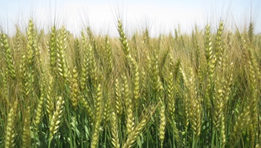 でんぷんが老化しにくい小麦の研究の画像