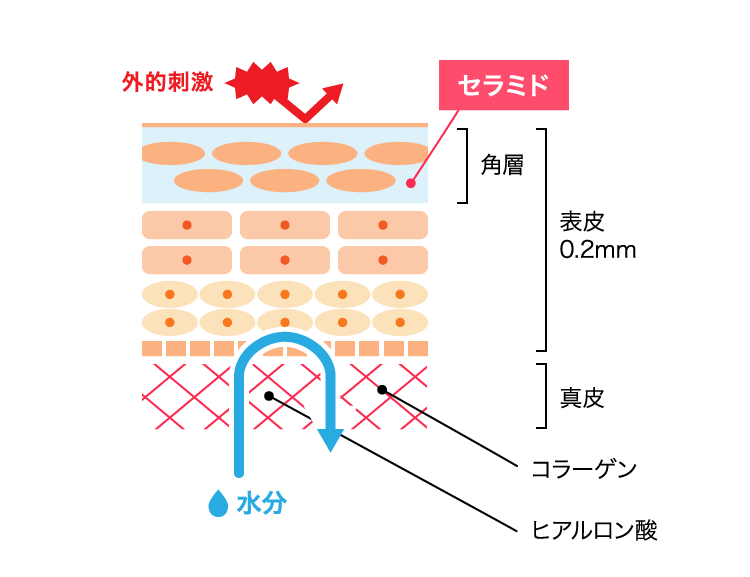 セラミド