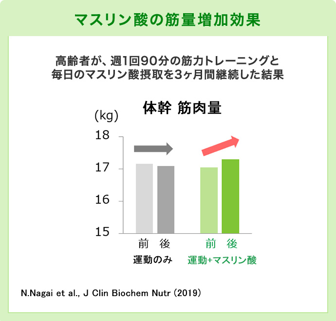 マスリン酸の筋量増加効果