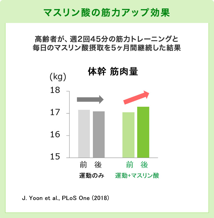 マスリン酸の筋力アップ効果