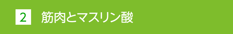 筋肉とマスリン酸