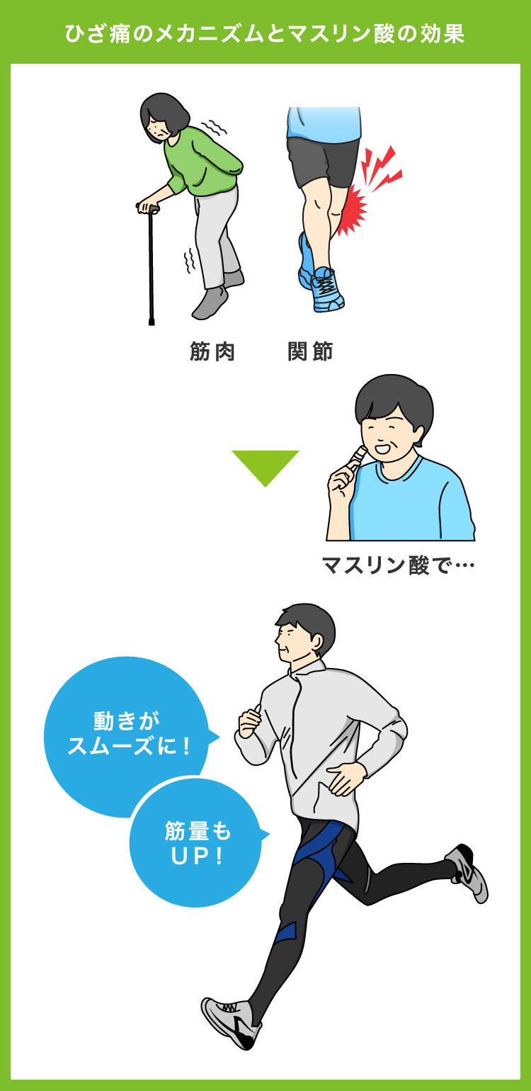 ひざ痛のメカニズムとマスリン酸の効果