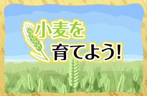 小麦を育てよう