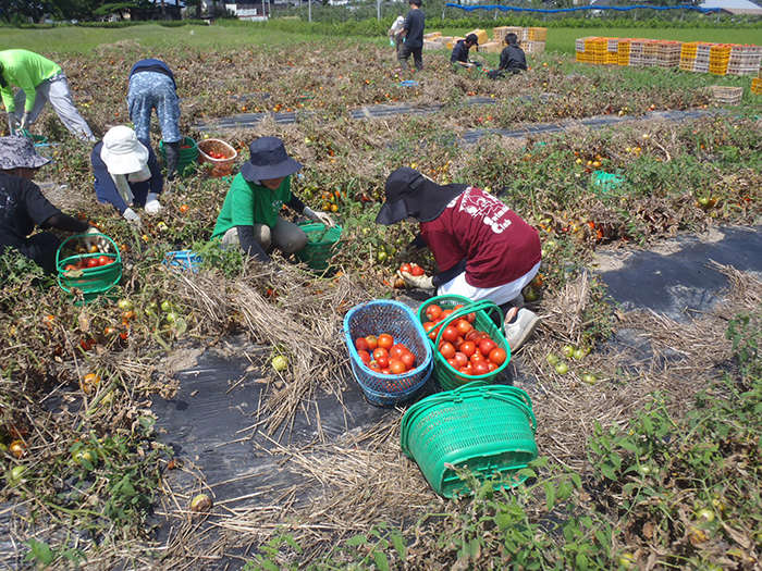 Tomato Harvest