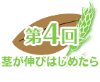 第４回 茎が伸びはじめたら