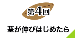 第４回 茎が伸びはじめたら