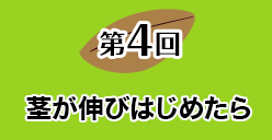 第４回 茎が伸びはじめたら