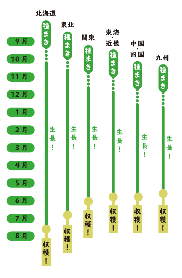 第１回 小麦を育てる前に 栽培に必要な準備 小麦を育てよう