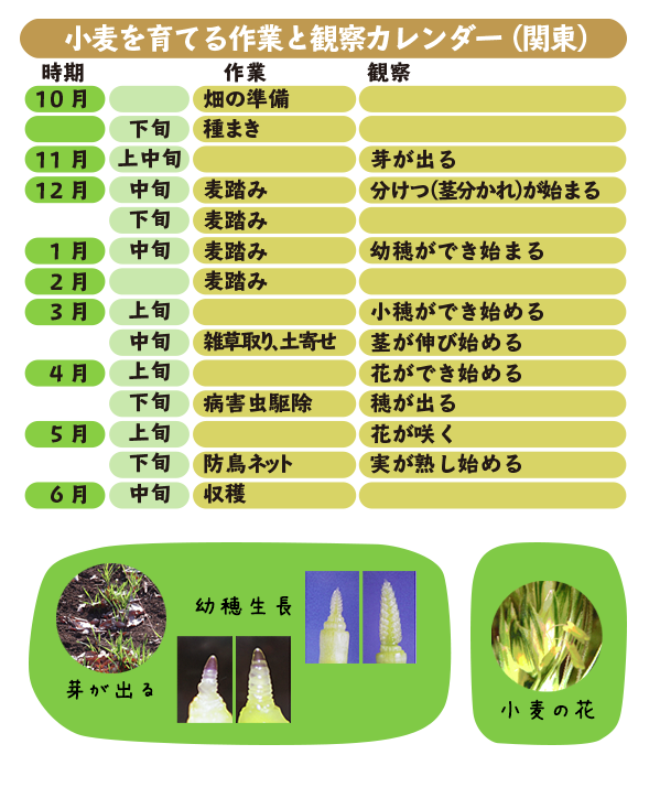 小麦を育て理作業と観察カレンダー（関東）