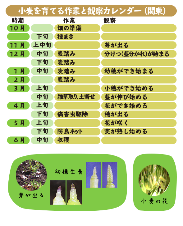 第１回 小麦を育てる前に 栽培に必要な準備 小麦を育てよう