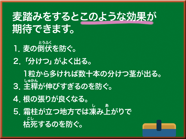 麦踏みの効果