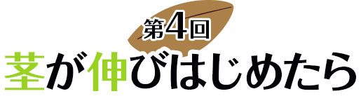 第４回 茎が伸びはじめたら