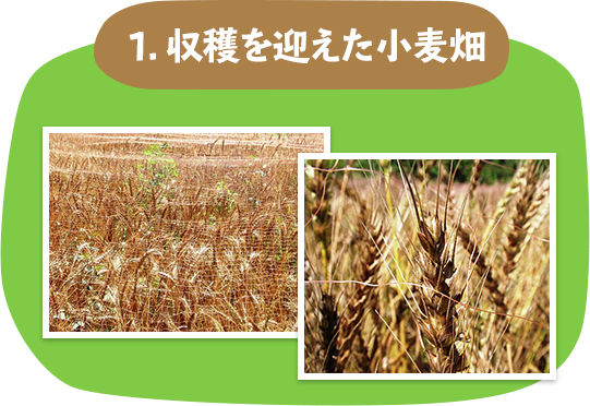 １. 収穫を迎えた小麦畑