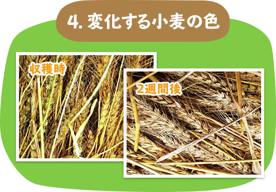 4．変化する小麦の色