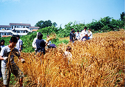 和光中学校の小麦栽培授業